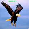雄鹰的头像