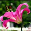 百合花(退出)的头像