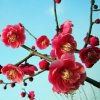 美丽的头像