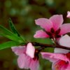 小桃花的头像