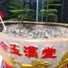 王馨金燕的头像