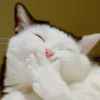 猫～忙，有空回访的头像
