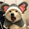 白茶。的头像