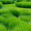 点歌排麦挣花送花的头像
