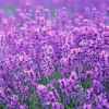 熏衣草的头像