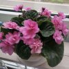 冰凌花[發]的头像