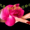 幸福之家(桂花)的头像