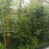 竹林的头像