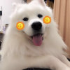 河边看菊花的头像