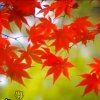 友谊第一的头像