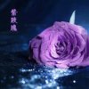 ༺❀紫玫瑰❀༻的头像