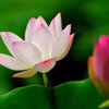 海棠依旧的头像