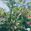 老鹰的头像