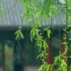 春雨（暂退）的头像