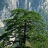 高高山上一棵松、……。的头像