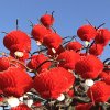 知足长乐的头像