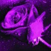 忘了&眷恋凡尘的头像