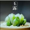 大秦腔雨露的头像