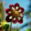 芳香的头像