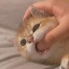 Hana_的头像