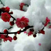 傲雪冬梅的头像