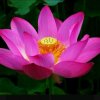 吉祥鸟的头像