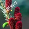 雾里看花【访必回】的头像