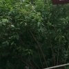 晴的头像