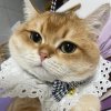长安。「画堂春」的头像