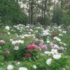 花落花有意的头像