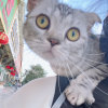 笨笨是只猫的头像