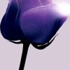紫玫瑰的头像