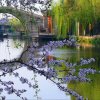 萍水相逢(葫芦丝爱好者)的头像