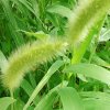花开半夏的头像