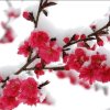 红梅白雪的头像