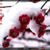 冬天的雪的头像
