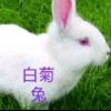 白菊兔的头像