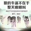 狼道的头像