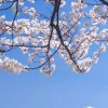 迁就你一生的头像