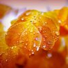 CK盟冬雨的头像