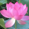 花仙子的头像