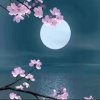 银色皓月的头像