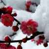 雪中寒梅，的头像