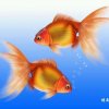 小金鱼的头像