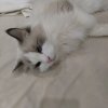 涟漪的头像