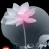 匿名的头像