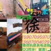 破嗓子心聲守候的头像