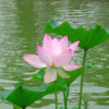 Rosy Clouds的头像