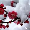 雪中梅的头像