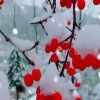 【陈惠七徒】主唱静雅的头像